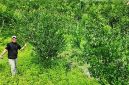 Kebun jeruk siam Kelompok Tani Makmur Sejahtera di Mokoau yang menjadi lokasi pengembangan dan pemberdayaan usahatani jeruk.