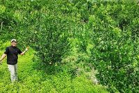 Kebun jeruk siam Kelompok Tani Makmur Sejahtera di Mokoau yang menjadi lokasi pengembangan dan pemberdayaan usahatani jeruk.