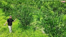 Kebun jeruk siam Kelompok Tani Makmur Sejahtera di Mokoau yang menjadi lokasi pengembangan dan pemberdayaan usahatani jeruk.