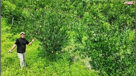 Kebun jeruk siam Kelompok Tani Makmur Sejahtera di Mokoau yang menjadi lokasi pengembangan dan pemberdayaan usahatani jeruk.