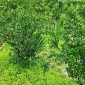 Kebun jeruk siam Kelompok Tani Makmur Sejahtera di Mokoau yang menjadi lokasi pengembangan dan pemberdayaan usahatani jeruk.
