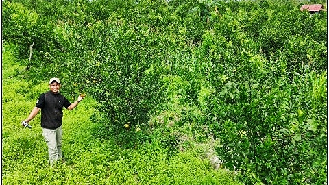 Kebun jeruk siam Kelompok Tani Makmur Sejahtera di Mokoau yang menjadi lokasi pengembangan dan pemberdayaan usahatani jeruk.